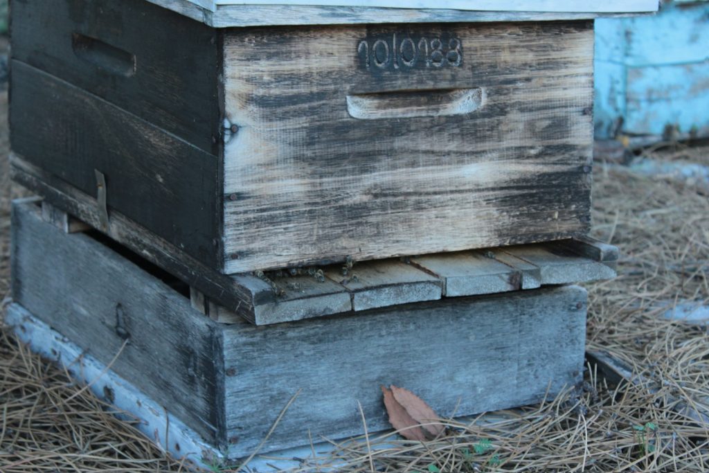 Gros plan sur une ruche d'abeilles, source de la propolis pouvant provoquer une allergie chez certaines personnes