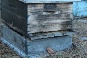 Gros plan sur une ruche d'abeilles, source de la propolis pouvant provoquer une allergie chez certaines personnes